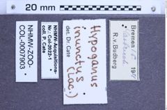 Etiketten zu Hypoganus inunctus (NHMW-ZOO-COL-0007903)